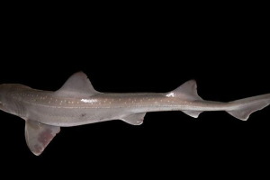 Усатая собака акула. Зовнішній вигляд акул, фото Усатая собака акула. Зовнішній вигляд акул, фото